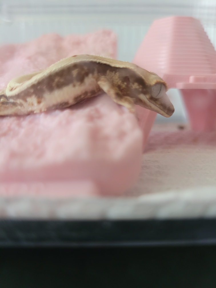 꼬물이 추모 이미지