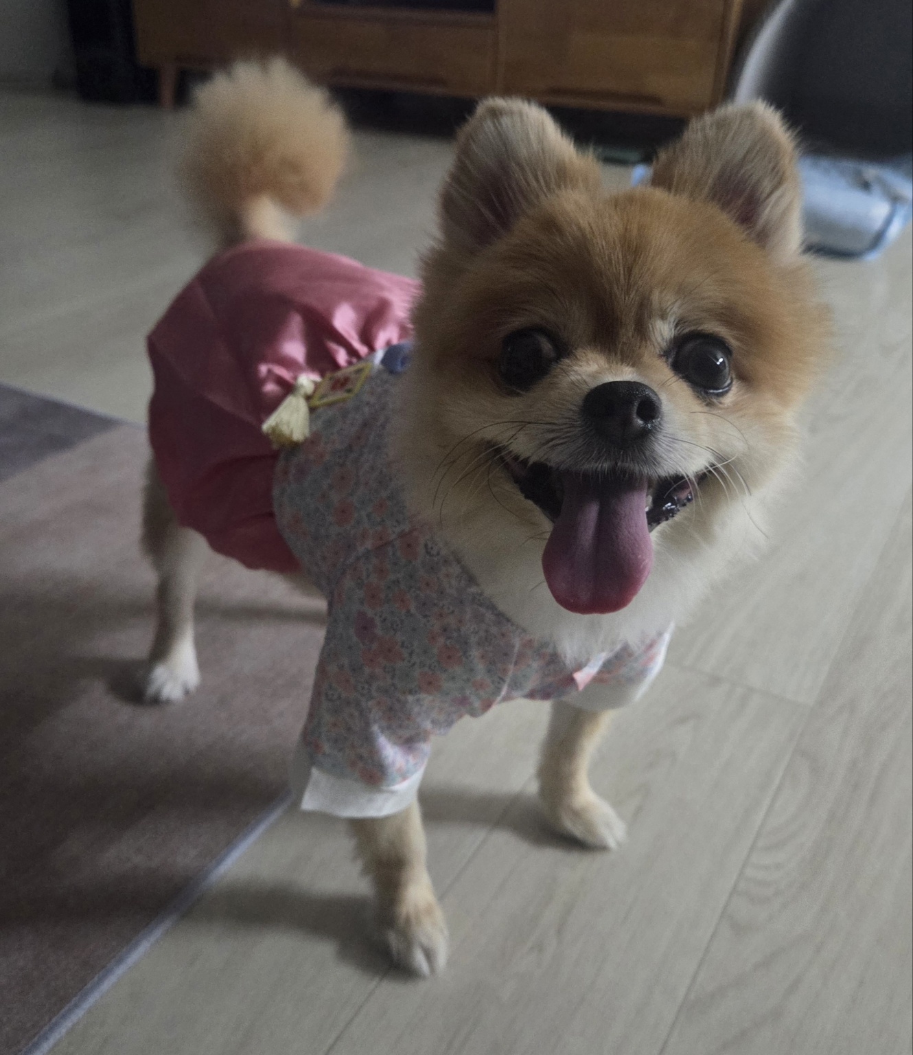 뽀미 추모 이미지